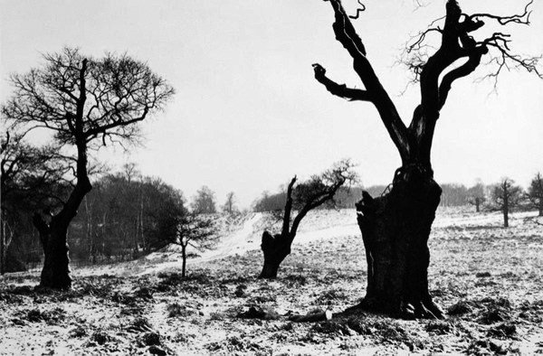 Richmond Park - Snow