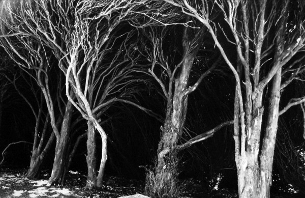 Ancient Yews, Bingham's Melcombe, Dorset