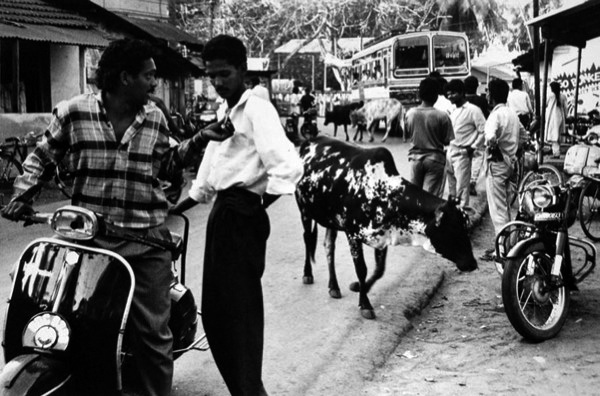 Cow in the Street, Calangate, Goa